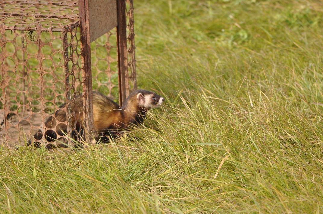 24. kép Élvefogó csapdából szabaduló molnárgörény.jpg